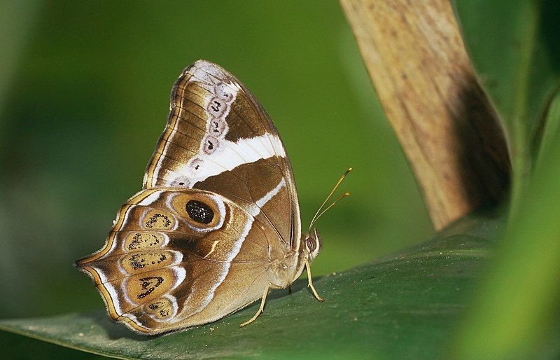 File:Lethe europa-Kadavoor-2018-08-22-001.jpg