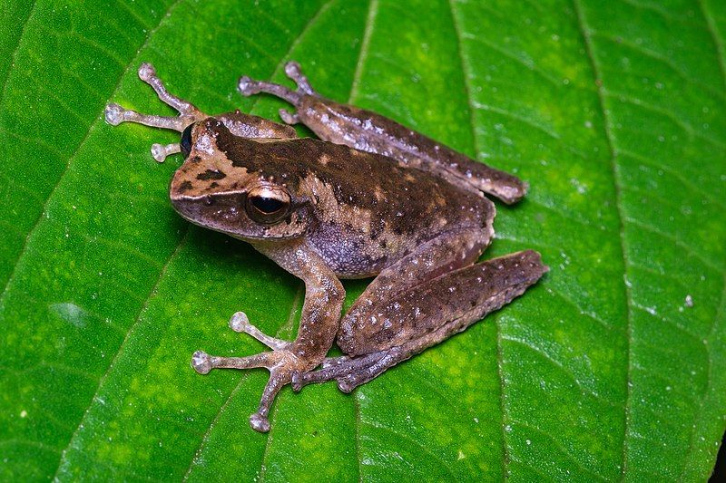 File:Litoria arfakiana.jpg