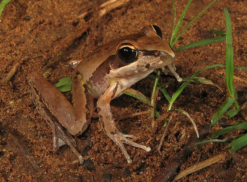 File:Litoria watjulumensis.jpg