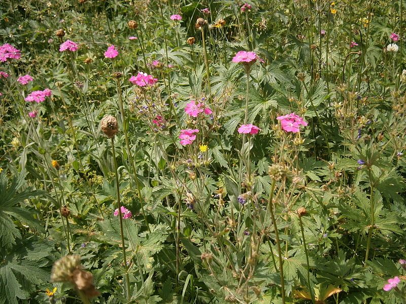 File:Lychnis flos-jovis 03.JPG