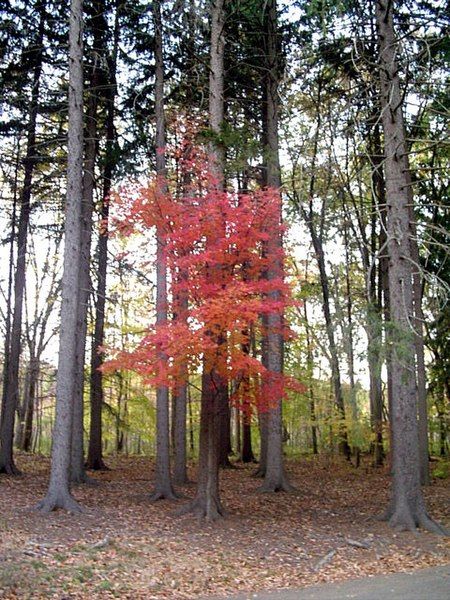 File:Maple between pines.jpg