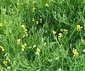 Meadow vetchling