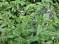 Mertensia ciliata