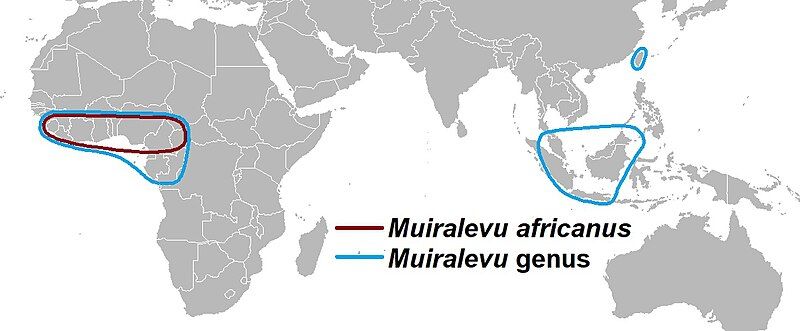 File:Muiralevu distribution.jpg