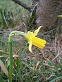 Narcissus 'Tête-à-Tête' side view