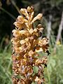 Neottia nidus-avis Inflorescence