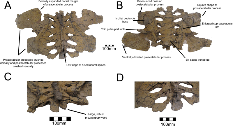 File:Nothronychus pelvis.png