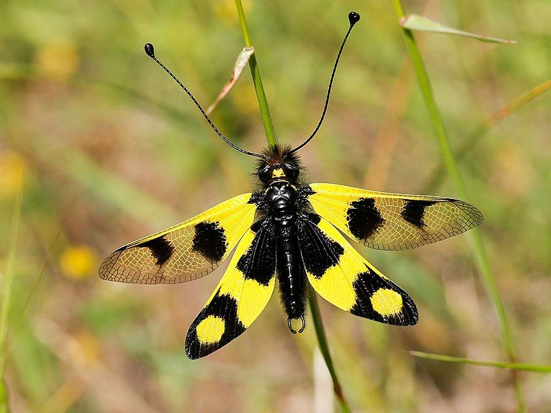 File:Owlfly (35455199734).jpg