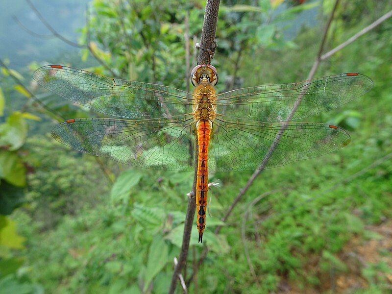 File:Pantala flavescens01.jpg