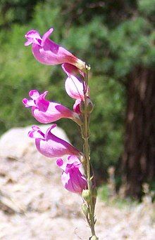 Four pink flowers all facing to the left with narrow bases and inflated ends on a narrow stem