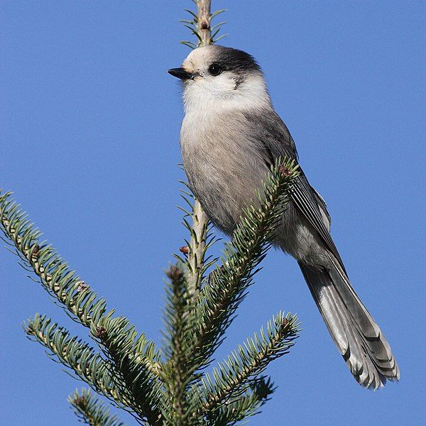 File:Perisoreus-canadensis-001.jpg