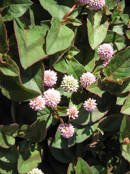 File:Persicaria capitata02.jpg