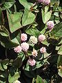 Persicaria capitata