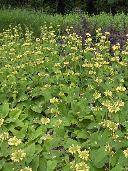 File:Phlomis russeliana001.jpg