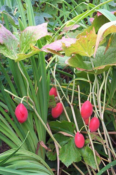 File:Podophyllum hexandrum 2.JPG