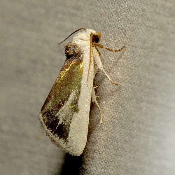 File:Poetry Moth (37893139541).jpg