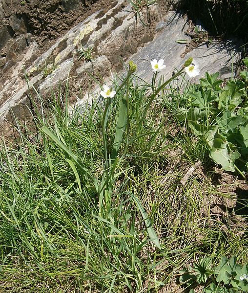 File:Ranunculus kuepferi 01.jpg