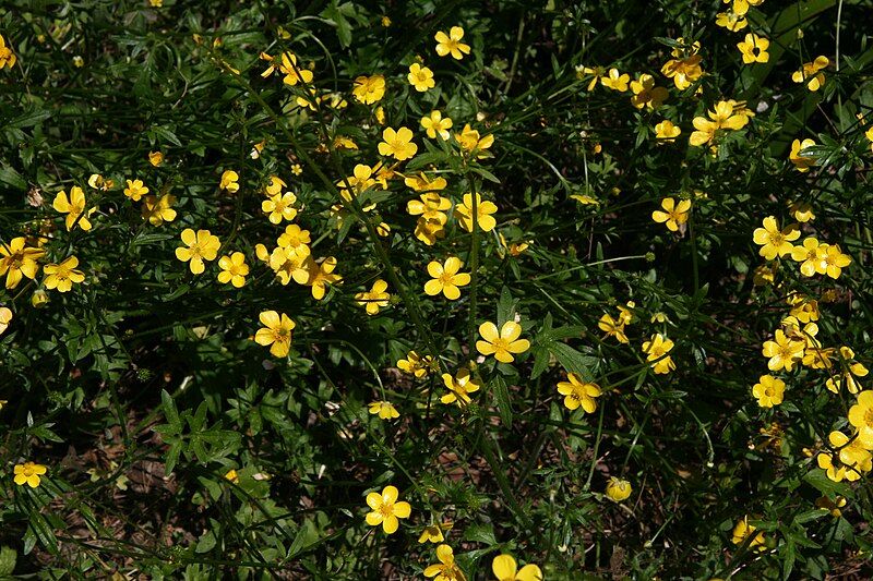 File:Ranunculus lappaceus.jpg