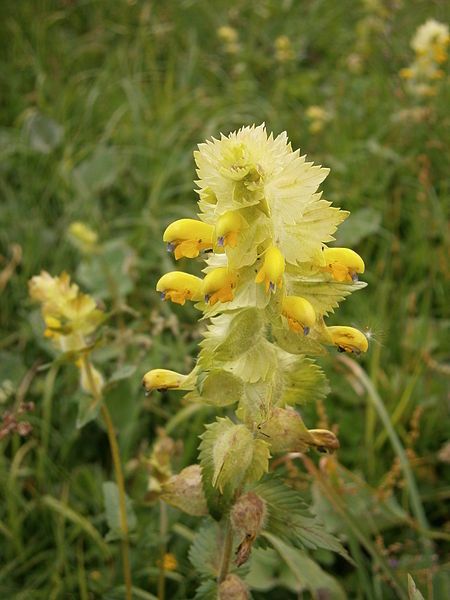 File:Rhinanthus alectorolophus03.jpg