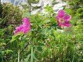 Alpine wild rose.