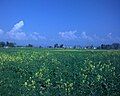 Flowers of Mustard in Kaalian