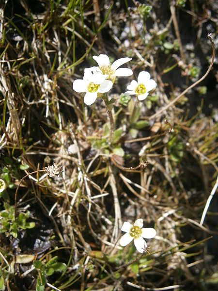 File:Saxifraga androsacea 01.JPG