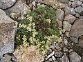 Saxifraga moschata