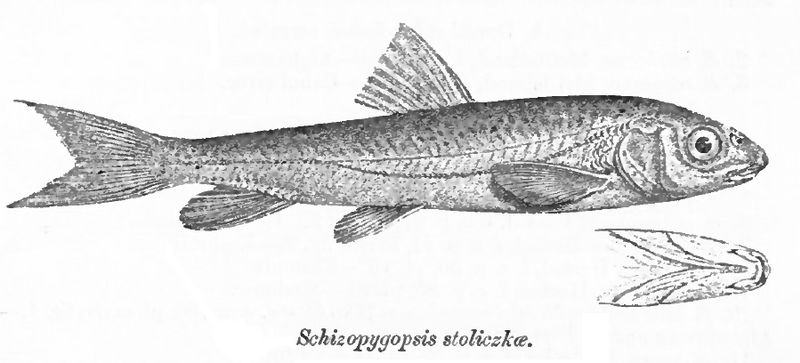 File:Schizopygopsis stoliczkai Day.png