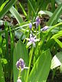 Scilla lilio-hyacinthus