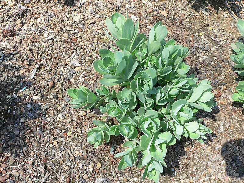 File:Sedum Herbstfreude 2.jpg