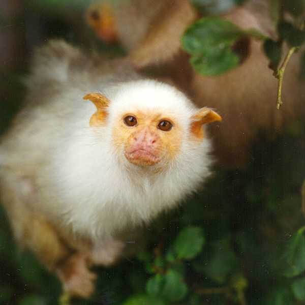 File:Silvery marmoset2.jpg