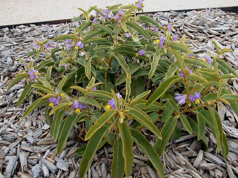 File:Solanum centrale.jpg