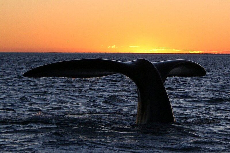 File:Southern right whale10.jpg