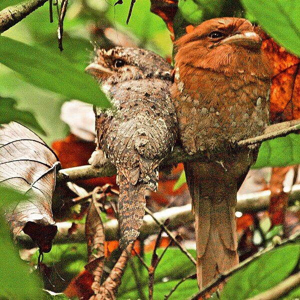 File:SriLankaFrogmouths.jpg