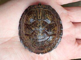 Young carapace