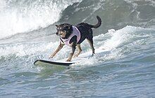 A dog, wearing a pink life vest, is seen surfing with all four paws on the board.