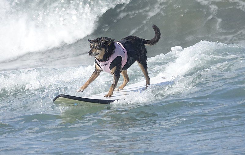 File:Surf Dogs (48506652232).jpg