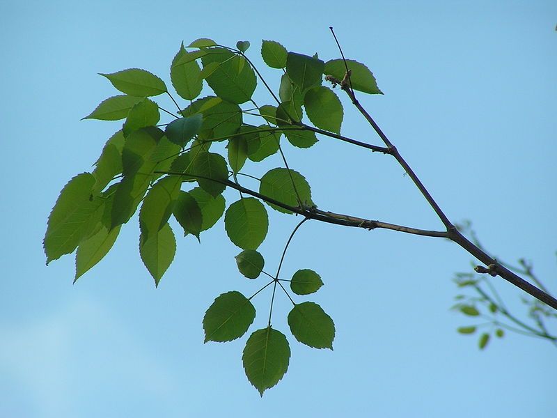 File:Tabebuia impetiginosa hojas.jpeg