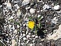 Taraxacum schroeterianum