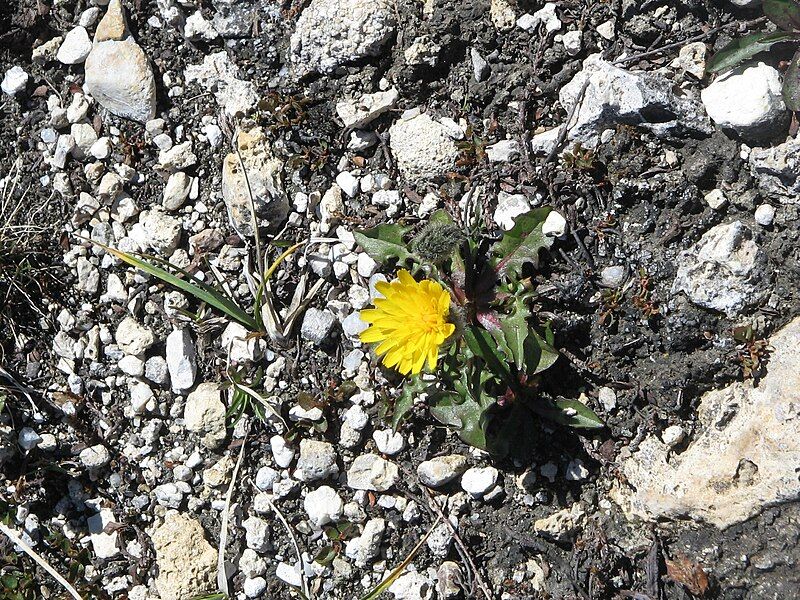 File:Taraxacum dissectum02.jpg