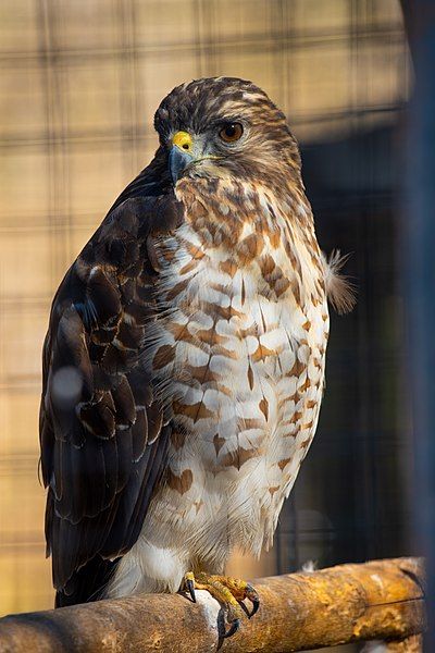 File:WPP Hawk 1.jpg