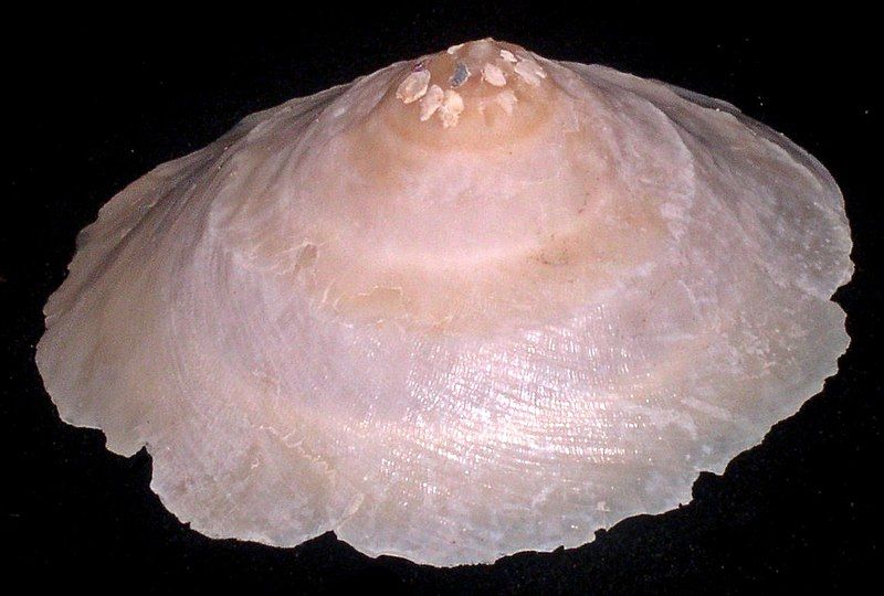 File:Xenophora indica.shell002.jpg