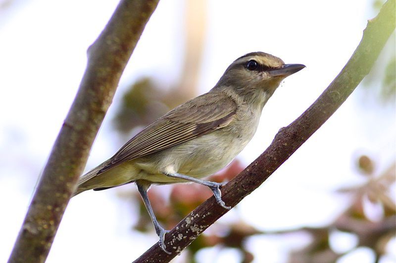 File:Yucatan Vireo (6842666740).jpg