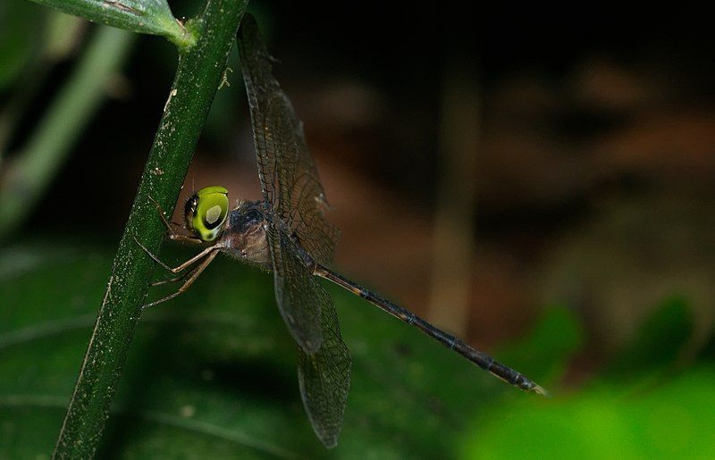 File:Zyxomma petiolatum-Kadavoor-2016-04-10-001.jpg