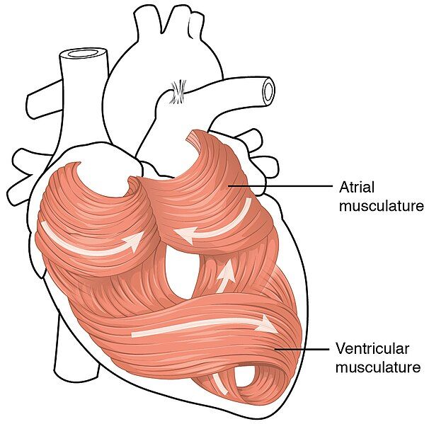 File:2006 Heart Musculature.jpg