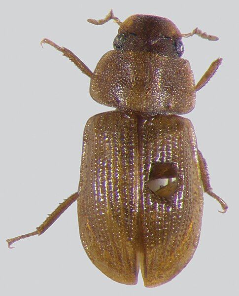 File:Acidocerus.jpg