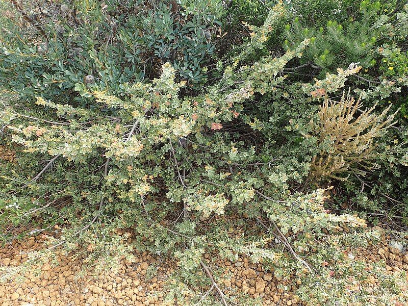 File:Adenanthos venosus habit.jpg