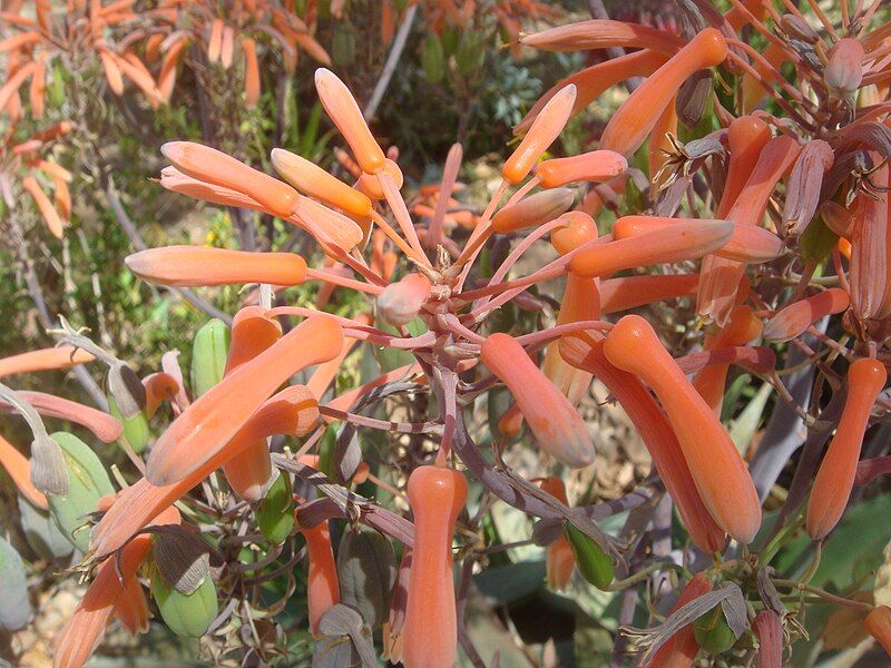 File:Aloe-distans-20080326.JPG