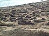 Elephant seals at Año Nuevo during the mating season in early February