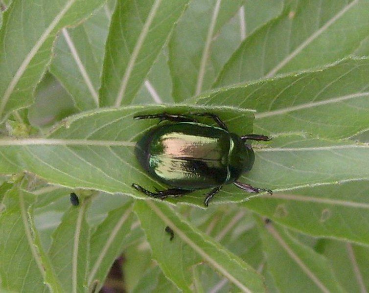 File:Anomala mongolica leaf.jpg